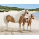 Breyer Misty & Stormy Model & Book Set
