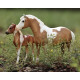 Breyer Misty & Stormy Model & Book Set