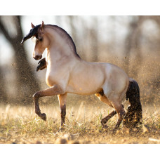 Breyer Cossaco - Lusitano