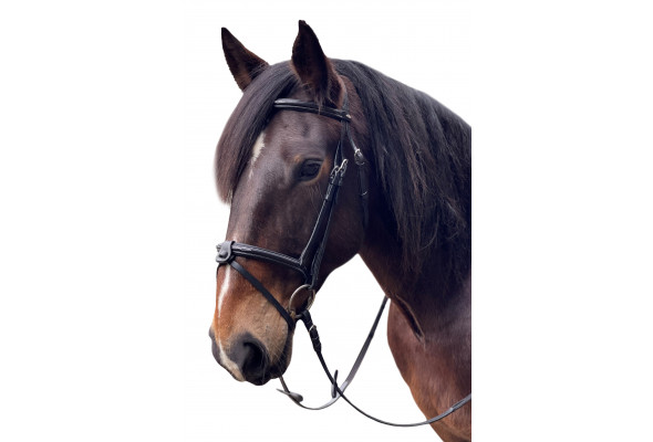 David Paul Bella Bridle