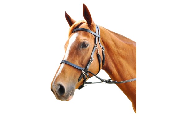 Enzo Bitless Bridle