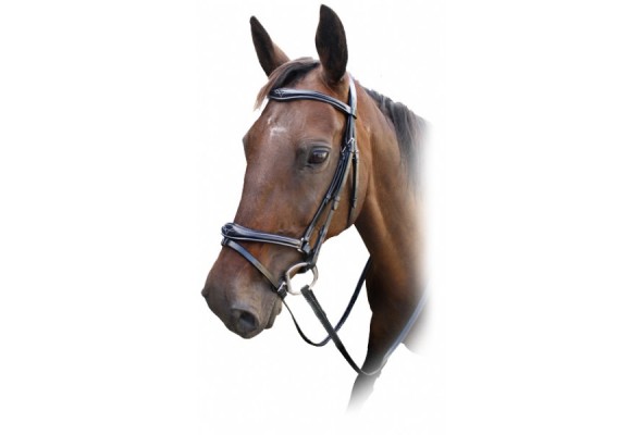 Enzo Comfort + Bridle