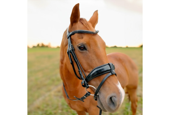 Enzo Lugo Bridle