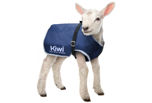 Kiwi Lamb Cover Synthetic