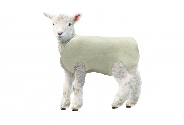Kiwi Lamb Cover Wool 5pk
