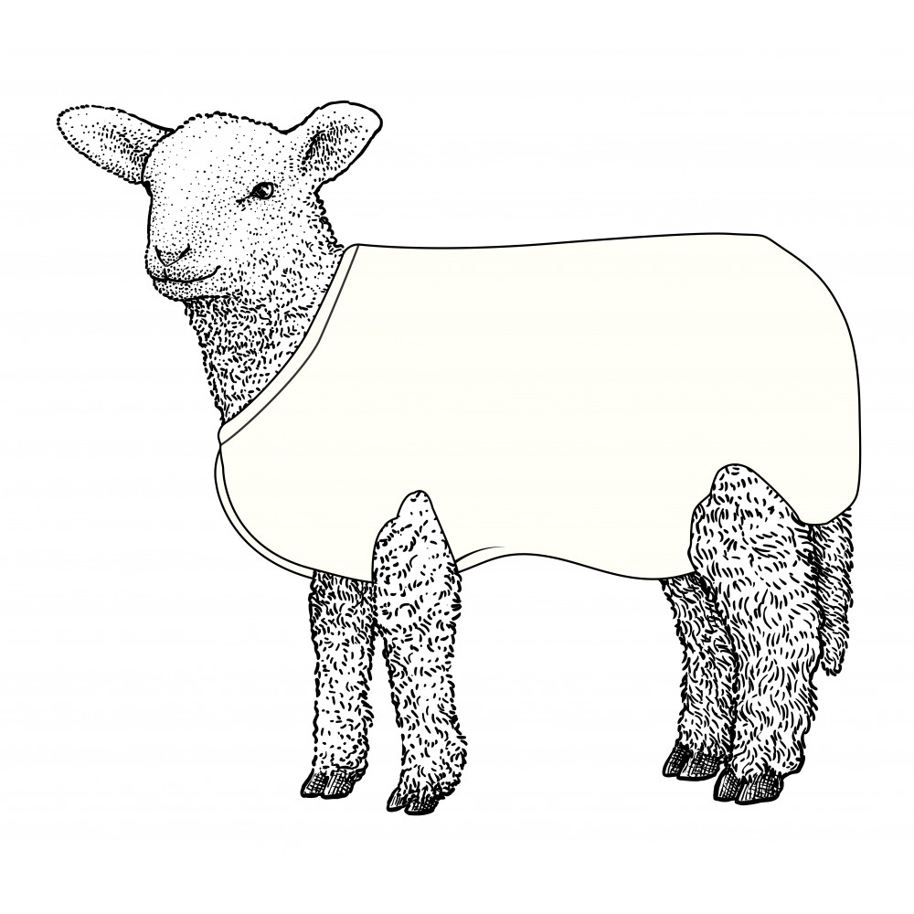 Kiwi Lamb Cover Wool 5pk