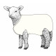 Kiwi Lamb Cover Wool 5pk