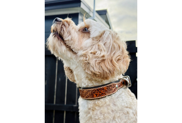 Origin Nevada 18 Leather Dog Collar