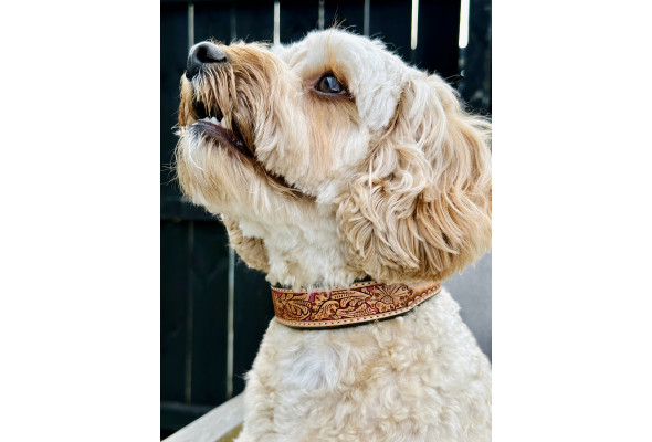 Origin Nevada 19 Leather Dog Collar
