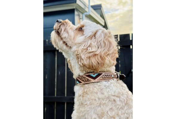 Origin Nevada 26 Leather Dog Collar