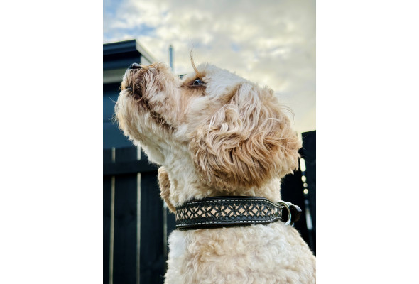 Origin Nevada 27 Leather Dog Collar