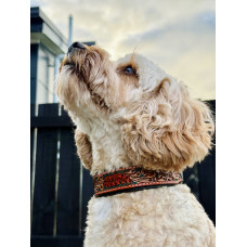 Origin Nevada 7 Leather Dog Collar
