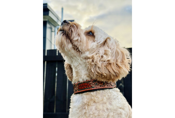 Origin Nevada 7 Leather Dog Collar
