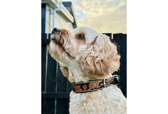 Origin Nevada 9 Leather Dog Collar
