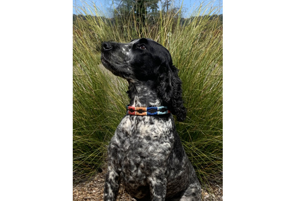 Enzo Polo Leather Dog Collar