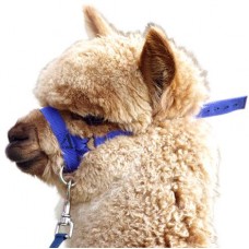 Prima Alpaca Web Halter w/Lead