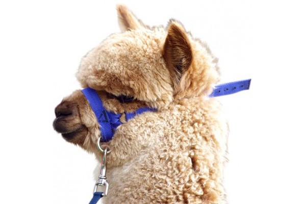 Prima Alpaca Web Halter w/Lead