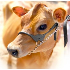 Halters & Leads (7)