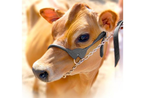 Enzo Rounded Cattle Show Halter