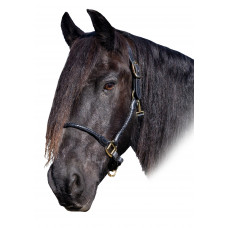 Halters (61)