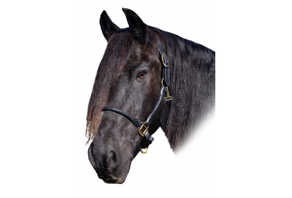 Enzo Napa Rolled Braided Halter