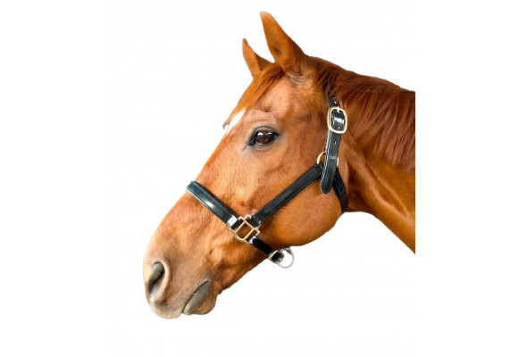 Stride Halter