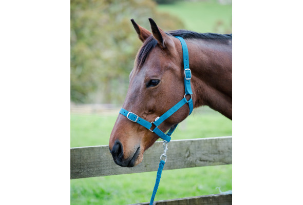 Prima Halter & Lead Set