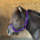 Stride PVC Mini Halter