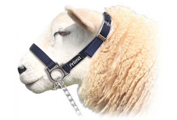 Prima Web Sheep Halter w/Chain Lead