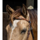 Origin Utah Browband Headstall