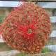 Prima Haynet