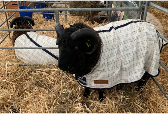 Travel & Show Sheep Coat