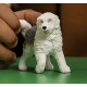 Schleich Old English Sheepdog