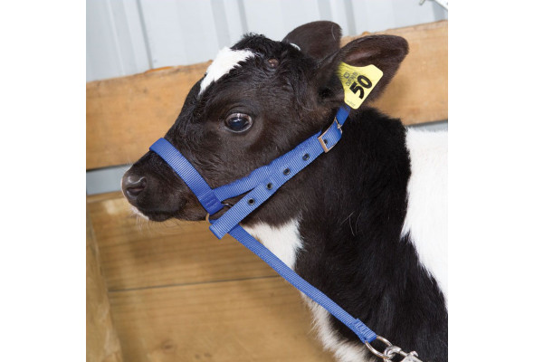 Shoof Nylon Calf Leading Halter