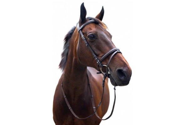 Enzo Hanoverian Raised Bridle